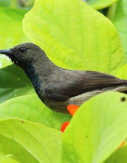 塞舌尔花蜜鸟 / Seychelles Sunbird / Cinnyris dussumieri