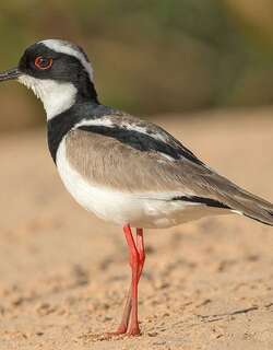 杂色麦鸡 / Pied Plover / Hoploxypterus cayanus