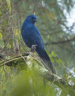 纯色丛鸦 / Unicolored Jay / Aphelocoma unicolor