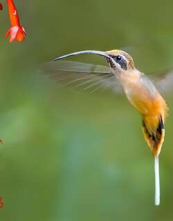 茶腹隐蜂鸟 / Tawny-bellied Hermit / Phaethornis syrmatophorus