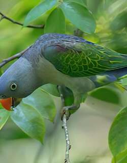 蓝腰短尾鹦鹉 / Blue-rumped Parrot / Psittinus cyanurus