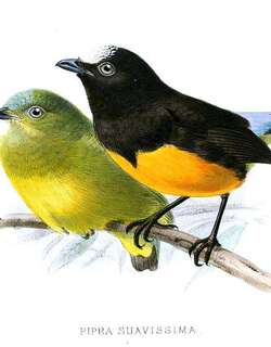 特普伊娇鹟 / Orange-bellied Manakin / Lepidothrix suavissima