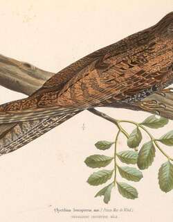 白翅林鸱 / White-winged Potoo / Nyctibius leucopterus