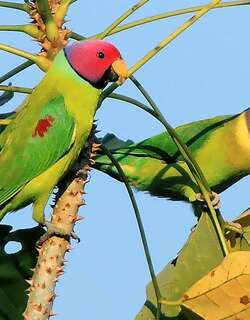 梅头鹦鹉 / Plum-headed Parakeet / Psittacula cyanocephala