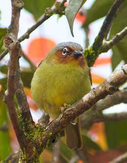 怀氏穗鹛 / Chestnut-faced Babbler / Zosterornis whiteheadi