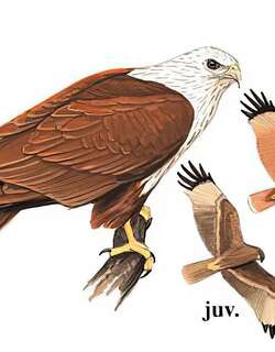 栗鸢 / Brahminy Kite / Haliastur indus