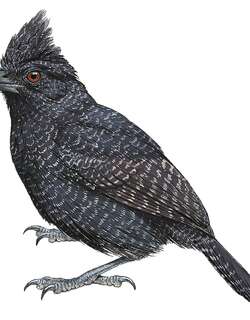 波纹蚁鵙 / Undulated Antshrike / Frederickena unduliger