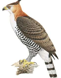 丽鹰雕 / Ornate Hawk-Eagle / Spizaetus ornatus
