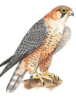 拟游隼 / Barbary Falcon / Falco pelegrinoides