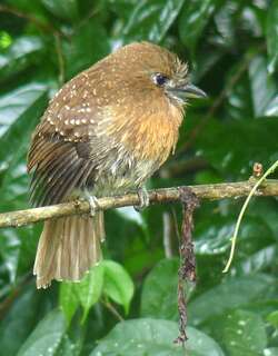 须蓬头䴕 / Moustached Puffbird / Malacoptila mystacalis