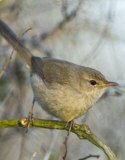 荒漠薮莺 / Subdesert Brush Warbler / Nesillas lantzii