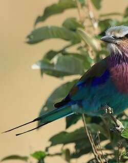 燕尾佛法僧 / Lilac-breasted Roller / Coracias caudatus