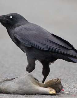 林渡鸦 / Forest Raven / Corvus tasmanicus