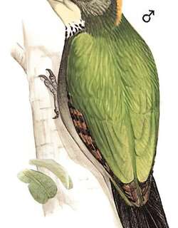 大黄冠啄木鸟 / Greater Yellownape / Chrysophlegma flavinucha