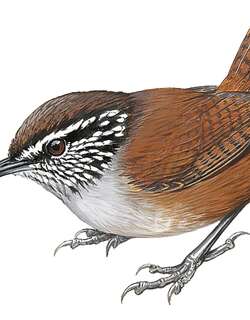 圣马林鹩 / Hermit Wood Wren / Henicorhina anachoreta