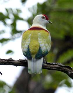 多色果鸠 / Many-colored Fruit Dove / Ptilinopus perousii