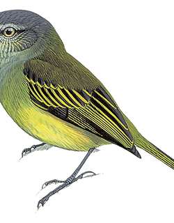 红嘴小霸鹟 / Red-billed Tyrannulet / Zimmerius cinereicapilla
