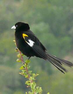 白翅巧织雀 / White-winged Widowbird / Euplectes albonotatus