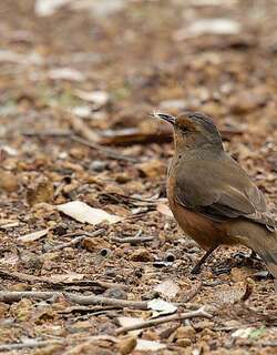 棕短嘴旋木雀 / Rufous Treecreeper / Climacteris rufus