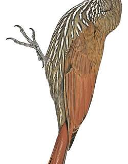 隆多尼亚䴕雀 / Rondonia Woodcreeper / Lepidocolaptes fuscicapillus