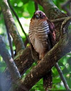 斑林隼 / Barred Forest Falcon / Micrastur ruficollis