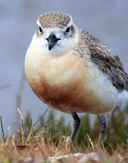 新西兰鸻 / New Zealand Plover / Charadrius obscurus