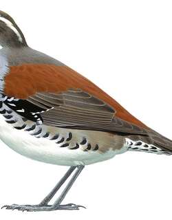 铜背鹑鸫 / Copperback Quail-thrush / Cinclosoma clarum