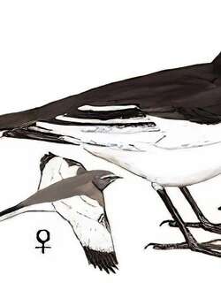 日本鹡鸰 / Japanese Wagtail / Motacilla grandis