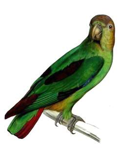 青腰鹦哥 / Sapphire-rumped Parrotlet / Touit purpuratus