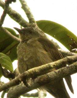 绿褐吸蜜鸟 / Plain Honeyeater / Pycnopygius ixoides