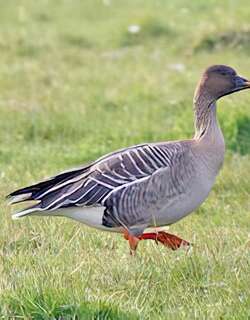 短嘴豆雁 / Tundra Bean Goose / Anser serrirostris
