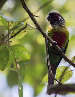 委内瑞拉鹦哥 / Venezuelan Parakeet / Pyrrhura emma