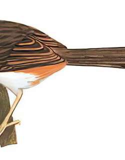 褐山鹪莺 / Deignan’s Prinia / Prinia polychroa