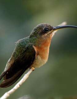 棕胸铜色蜂鸟 / Rufous-breasted Hermit / Glaucis hirsutus