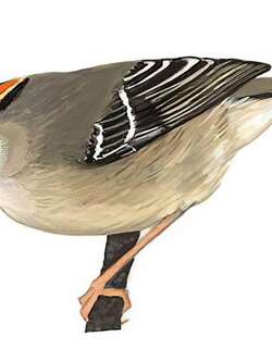 戴菊 / Goldcrest / Regulus regulus