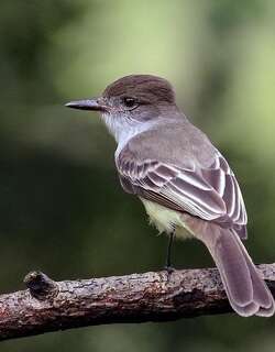 憨蝇霸鹟 / Stolid Flycatcher / Myiarchus stolidus