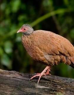 赤鸡鹑 / Red Spurfowl / Galloperdix spadicea