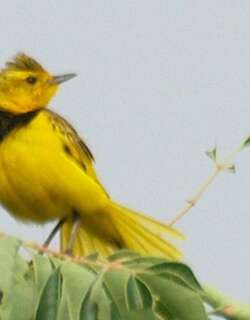 金鹨 / Golden Pipit / Tmetothylacus tenellus