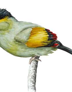 布坤薮鹛 / Bugun Liocichla / Liocichla bugunorum