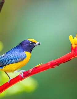 橙腹歌雀 / Orange-bellied Euphonia / Euphonia xanthogaster