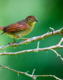 斑针尾雀 / Speckled Spinetail / Cranioleuca gutturata