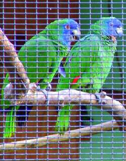 红颈鹦哥 / Red-necked Amazon / Amazona arausiaca