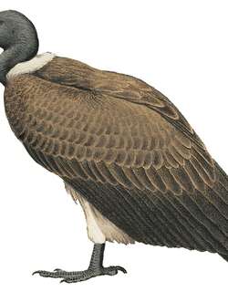 细嘴兀鹫 / Slender-billed Vulture / Gyps tenuirostris