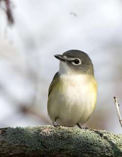 蓝头莺雀 / Blue-headed Vireo / Vireo solitarius