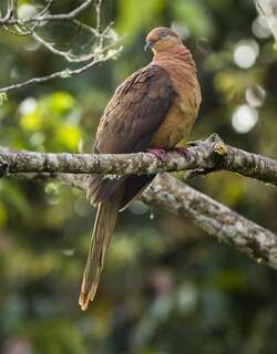 褐鹃鸠 / Brown Cuckoo-Dove / Macropygia phasianella