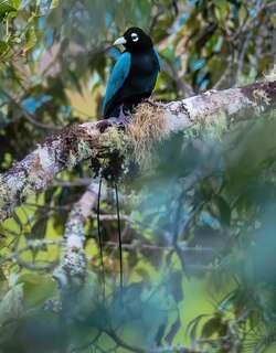 蓝极乐鸟 / Blue Bird-of-paradise / Paradisaea rudolphi