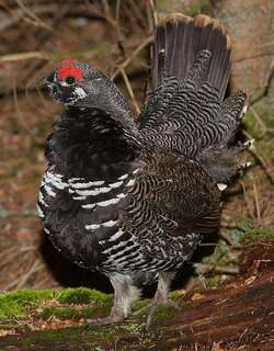枞树镰翅鸡 / Spruce Grouse / Falcipennis canadensis