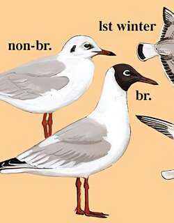 红嘴鸥 / Black-headed Gull / Chroicocephalus ridibundus