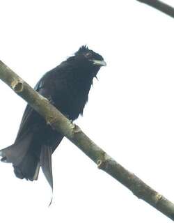 苏拉卷尾 / Sulawesi Drongo / Dicrurus montanus