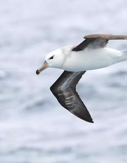 黑眉信天翁 / Black-browed Albatross / Thalassarche melanophris